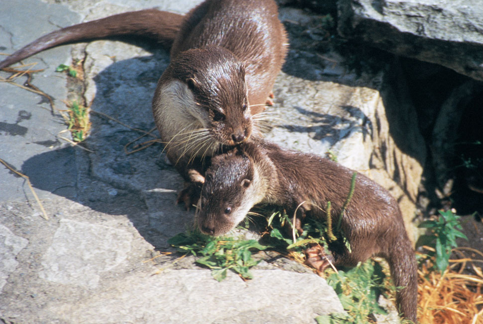 Alpenzoo Innsbruck